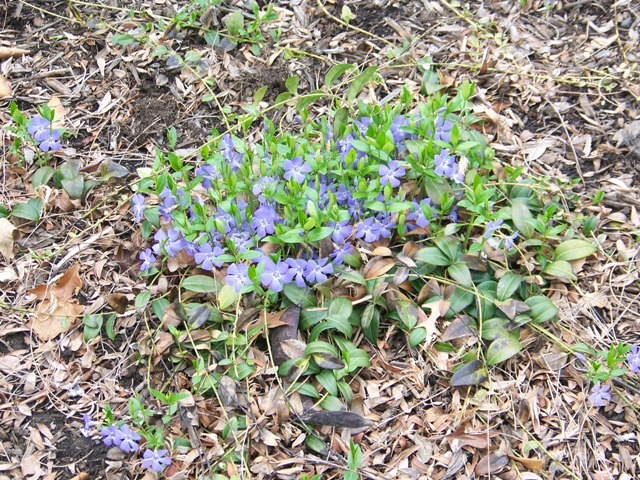 Common Periwinkle