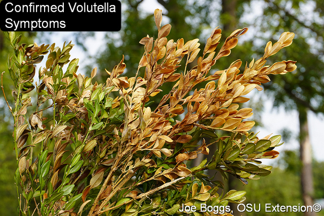 Volutella Boxwood dying