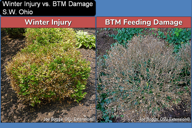 Winter injury vs. BTM Feeding Damage