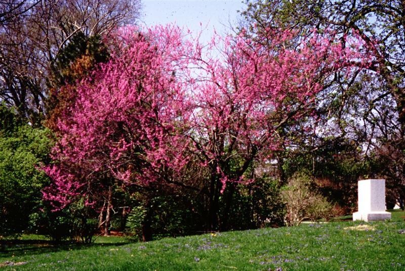 Eastern Redbud tree