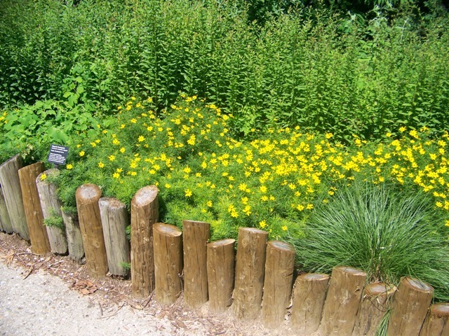 Zagreb Coreopsis plants behind wood edging