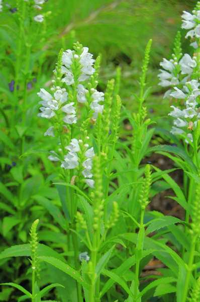 Miss Manners Obedient Plant