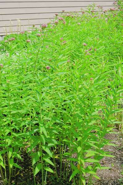 Swamp Milkweed plant