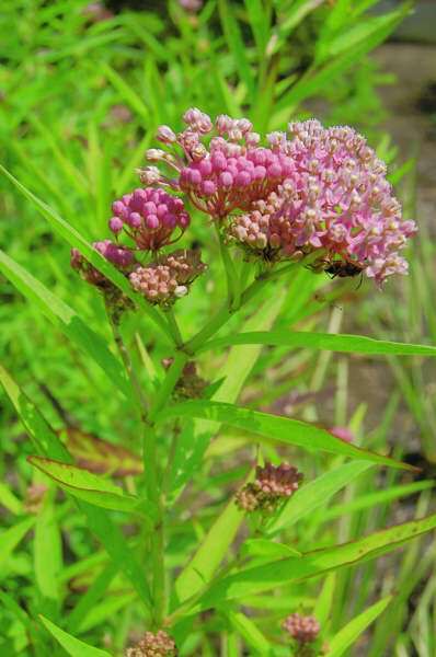 Swamp Milkweed flower close-up