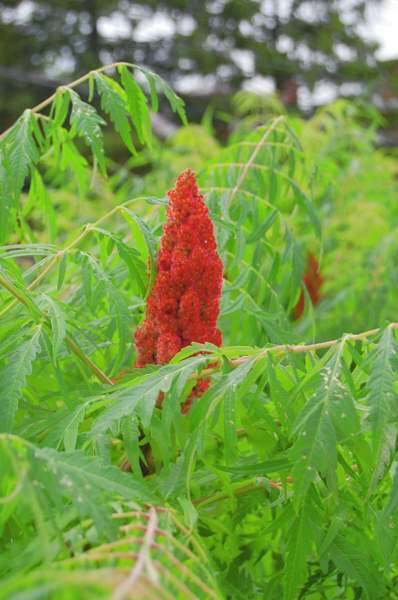 Staghorn Sumac bud