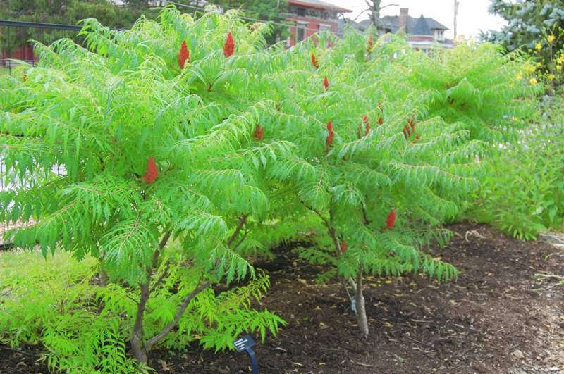 Staghorn Sumac