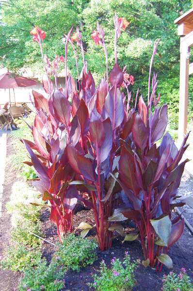 Australia Canna