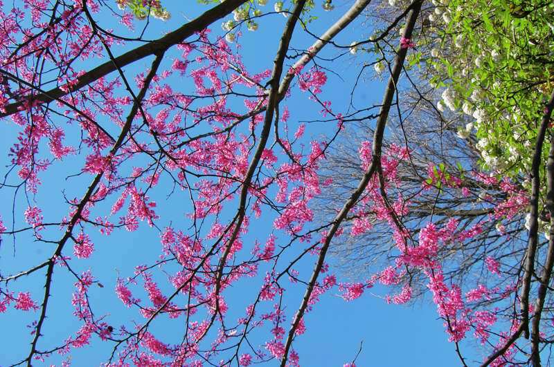 Appalachian Red Redbud branches