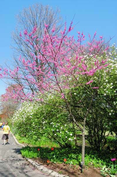 Appalachian Red Redbud tree