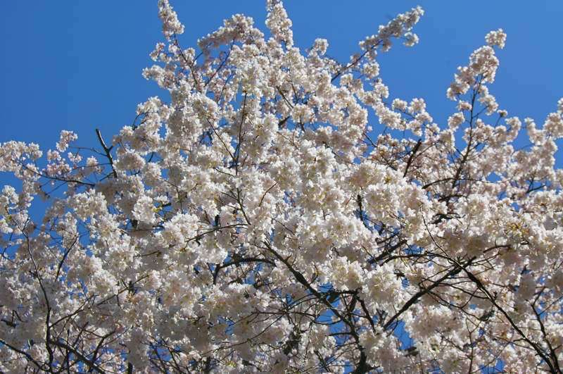 Akebono Cherry tree branches