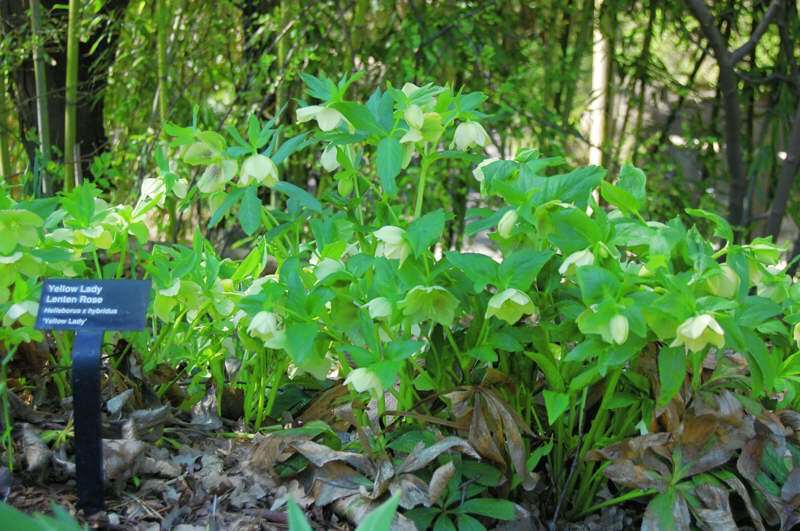 Yellow Lady Lenten Rose