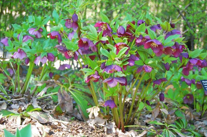 Red Lady Lenten Rose