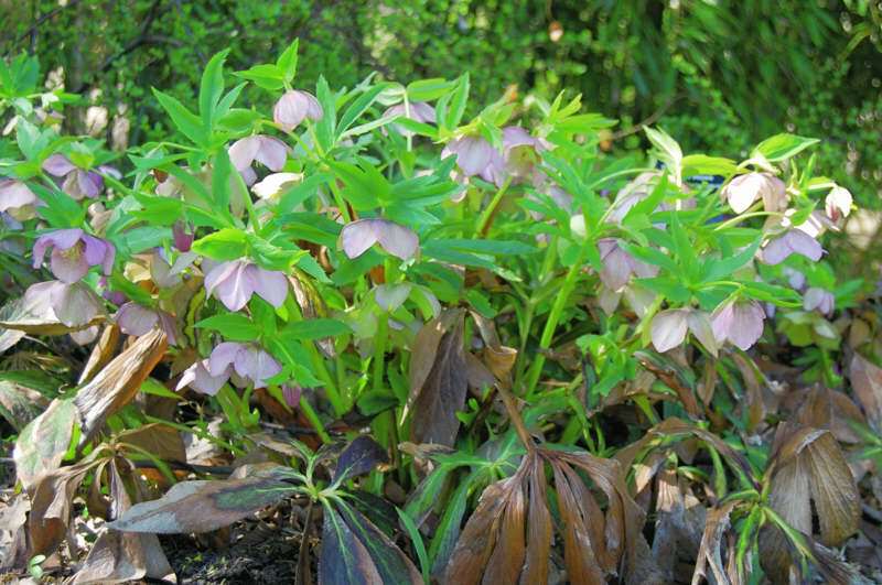 Pink Lady Lenten Rose