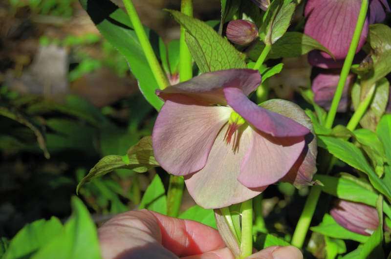 Blue Lady Lenten rose flower close-up