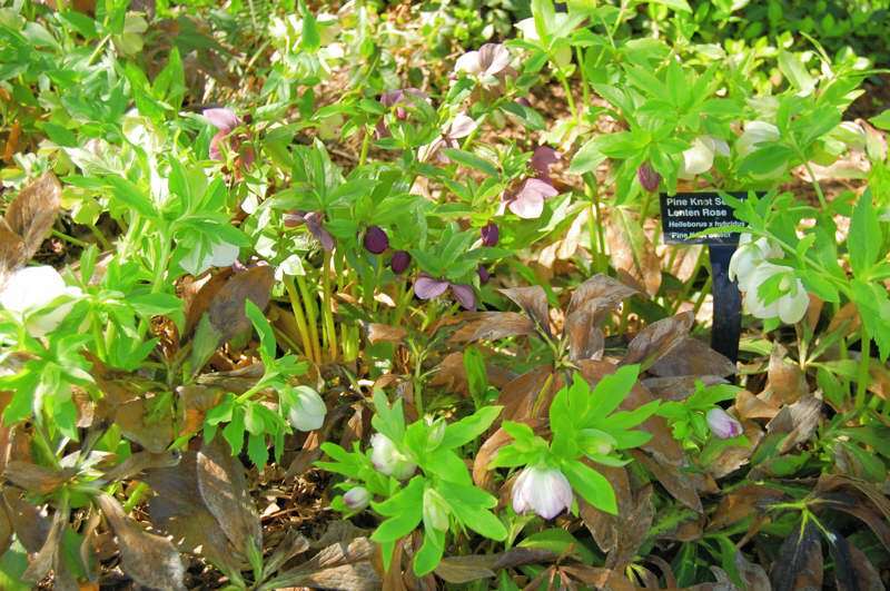 Pink Knot Select Lenten Rose