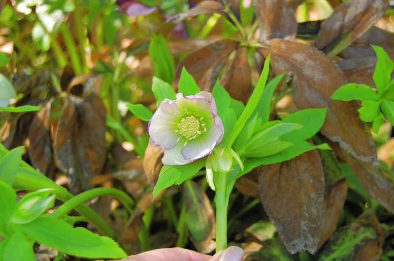 Pink Knot Select Lenten Rose flower