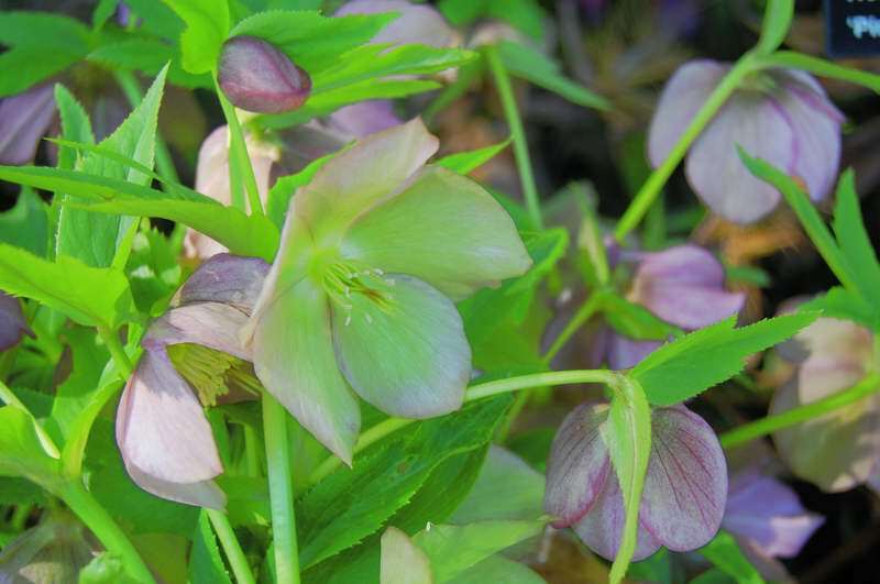 Pink Lady Lenten Rose