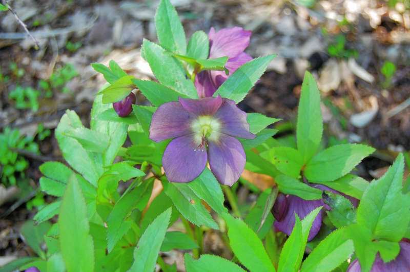 Red Lady Lenten Rose