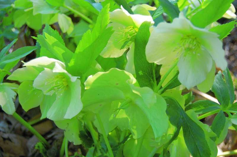 Yellow Lady Lenten Rose leaves