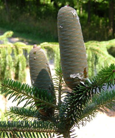 Cilician Fi branch growing pinecones