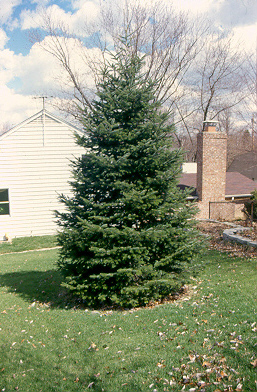 Nordmann Fir tree