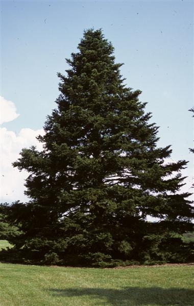 Nordmann Fir tree