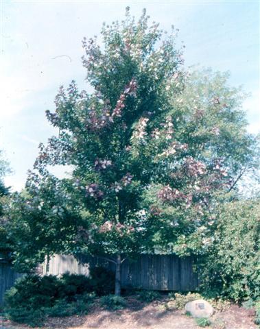 Celebration Maple tree