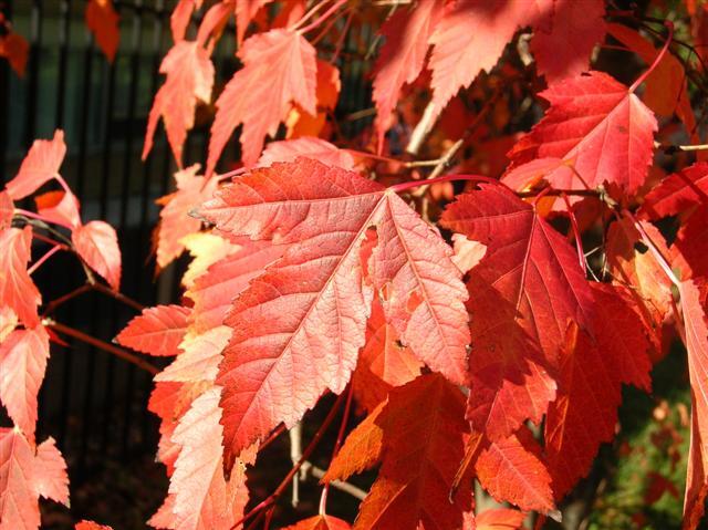 Flame Amur Maple tree leaves