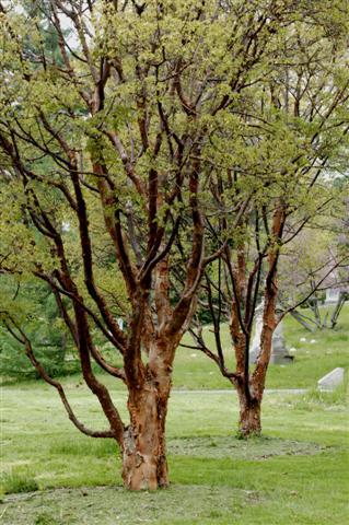 Paperbark Maple trees