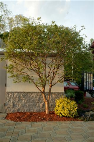 Paperbark Maple tree