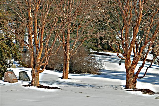 Paperbark Maple trees in winter