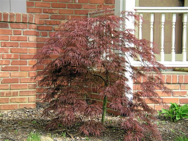 Crimson Queen Japanese Maple tree in front of house