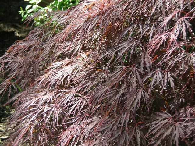 Crimson Queen Japanese Maple branches