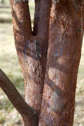 Gingerbread maple, Girardâ€™s Hybrid Maple tree trunk