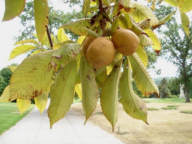 Yellow Buckeye tree branch