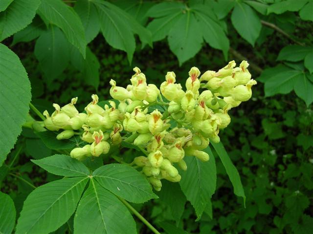 Yellow Buckeye buds