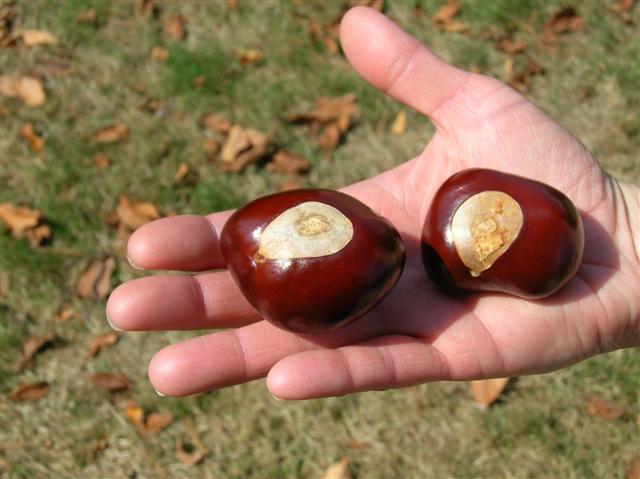 person holding buckeyes