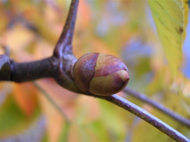 Yellow Buckeye bud