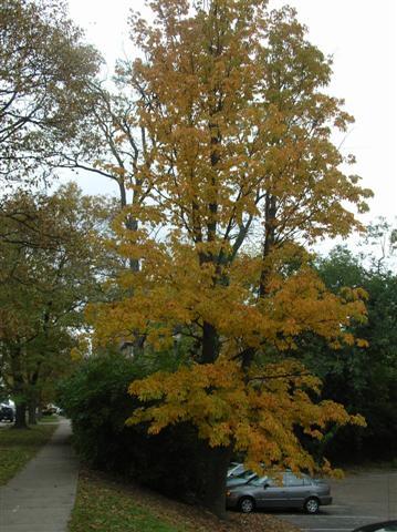 Yellow Buckeye tree