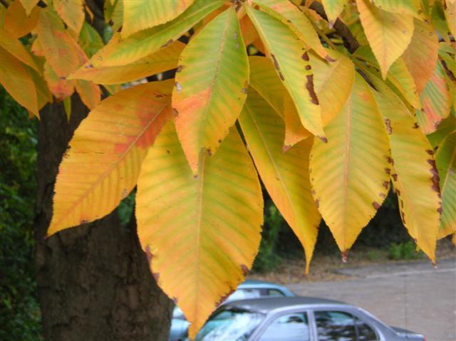 yellow leaves