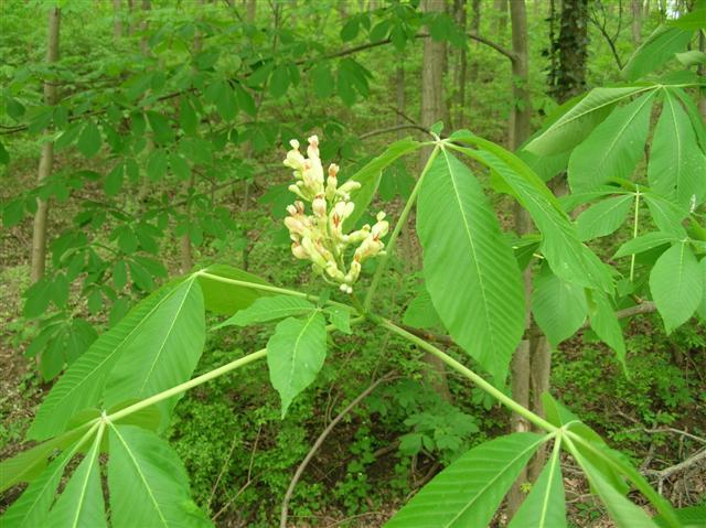 green leaves with buds