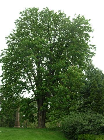 Yellow Buckeye tree