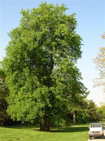 Yellow Buckeye tree