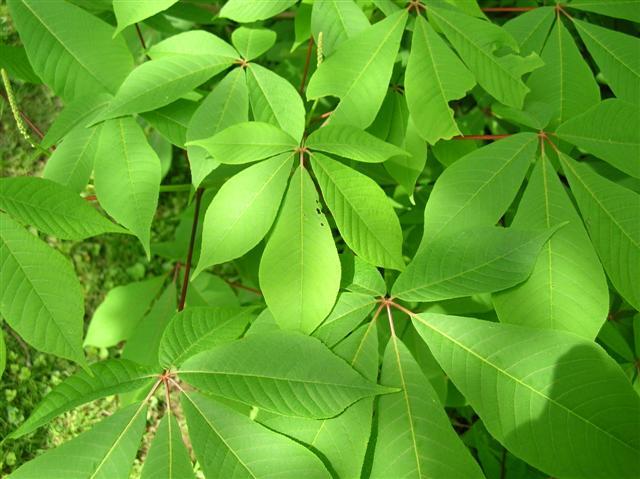 Bottlebrush Buckeye leaves