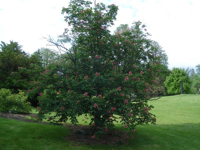 Briotii Red Horsechestnut tree