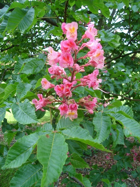 Briotii Red Horsechestnut flower