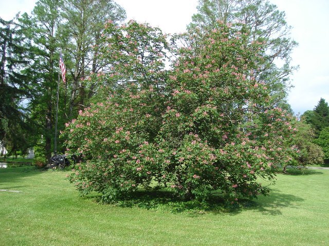 Briotii Red Horsechestnut tree