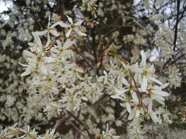 Autumn Brilliance Serviceberry branches with flowers