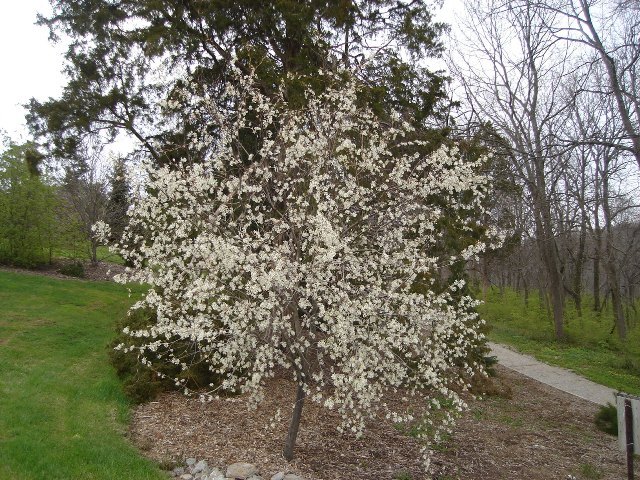 Autumn Brilliance Serviceberry tree