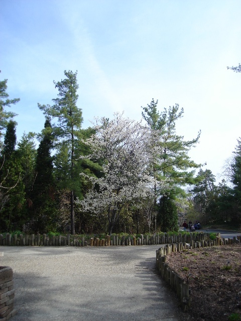 Serviceberry trees